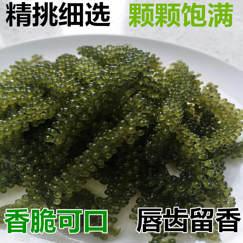 盐渍新鲜海葡萄长寿菜海藻菜海菜寿司绿色鱼子酱100g