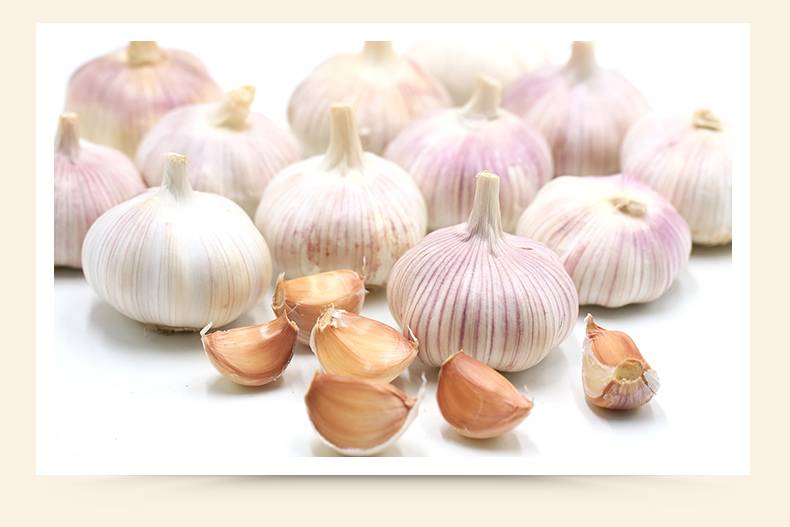 现在可以种大蒜头了吗 70