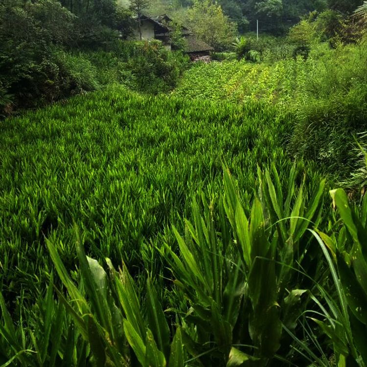 阳菏姜种苗新鲜阳荷茗荷洋荷姜种子阳藿山姜莲花姜洋河姜种根 10月3日发完 虎窝拼