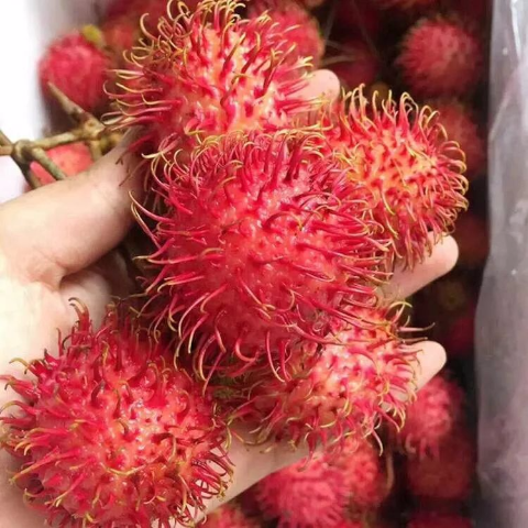 顺丰快递 净重2斤装越南进口红毛丹新鲜红毛水果毛荔枝