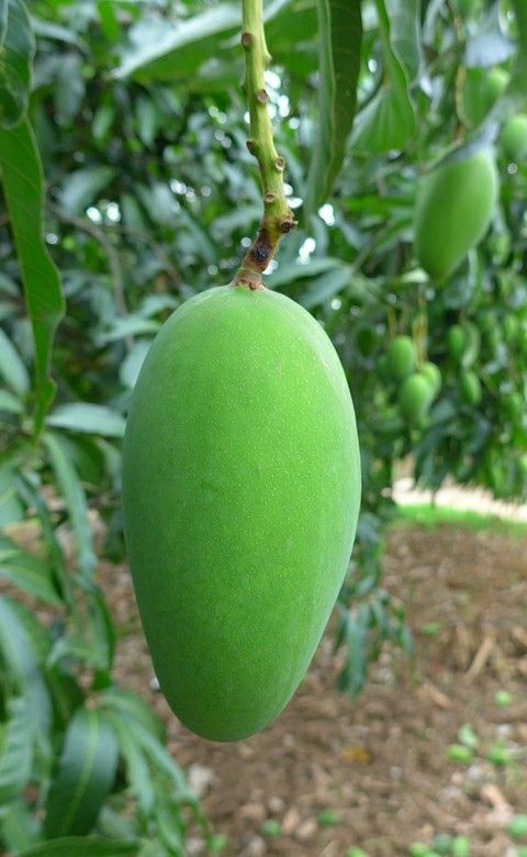 正宗广西芒果生吃酸脆凉拌腌制单果200-500g生芒酸野非象牙芒果
