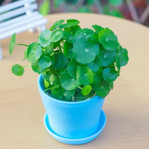 室内绿植推荐小盆栽水养 7159cdc865e24ca553fdd071e1a15c0a.jpeg