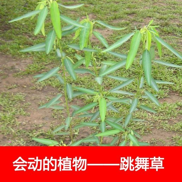 跳舞草种子 会动的植物 阳台观叶植物种子奇趣盆栽观叶花卉植物