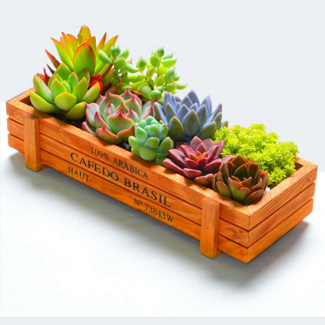 韩国进口多肉 多肉植物吉娃娃多肉组合盆栽绿植花卉办公室内盆栽