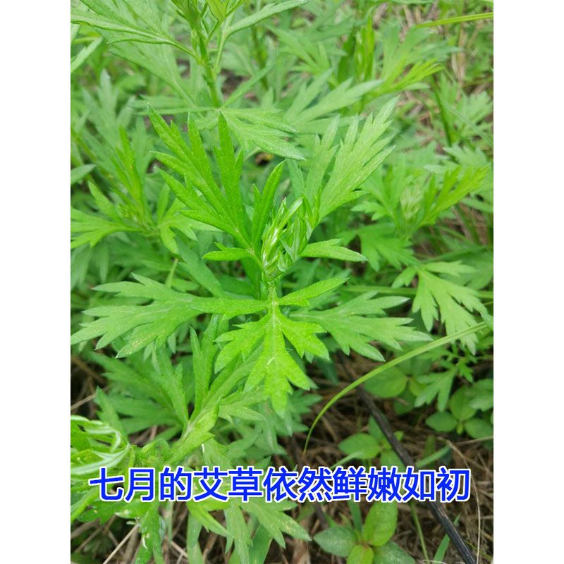 哪里有收艾蒿草的 375213a1ae94d95f57dee240d9a3279c.jpeg