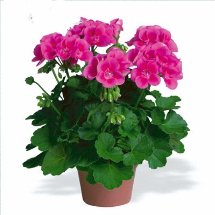 盆栽花卉种子专卖 51cef591f91db4df967e04925bdcff7c.jpeg