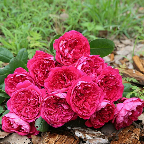 皇家胭脂,玫瑰花多季月季庭院阳台盆玫瑰花苗子