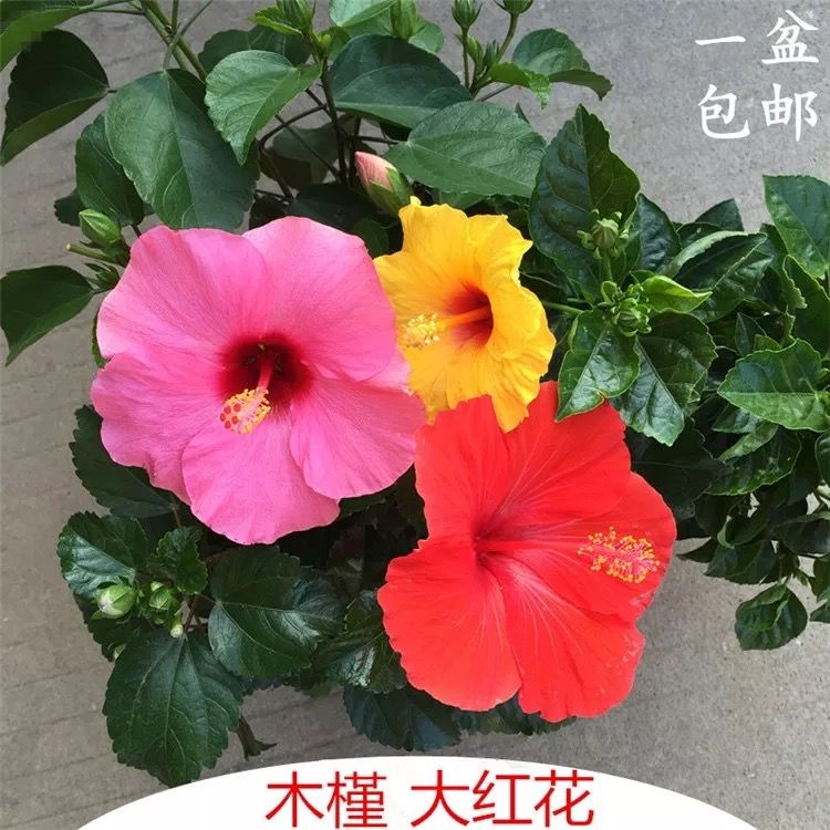 大红花扶桑花朱瑾盆栽花苗阳台室外庭院四季常绿四季开花好养的花 10月5日发完 虎窝拼