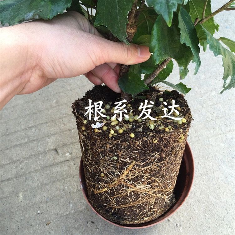 大红花扶桑花朱瑾盆栽花苗阳台室外庭院四季常绿四季开花好养的花 10月5日发完 虎窝拼