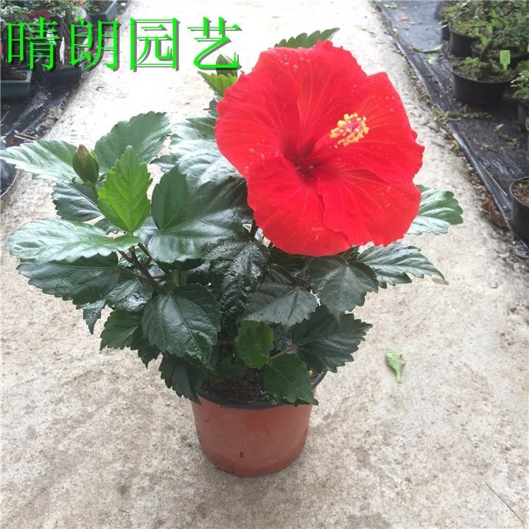 大红花扶桑花朱瑾盆栽花苗阳台室外庭院四季常绿四季开花好养的花 10月5日发完 虎窝拼