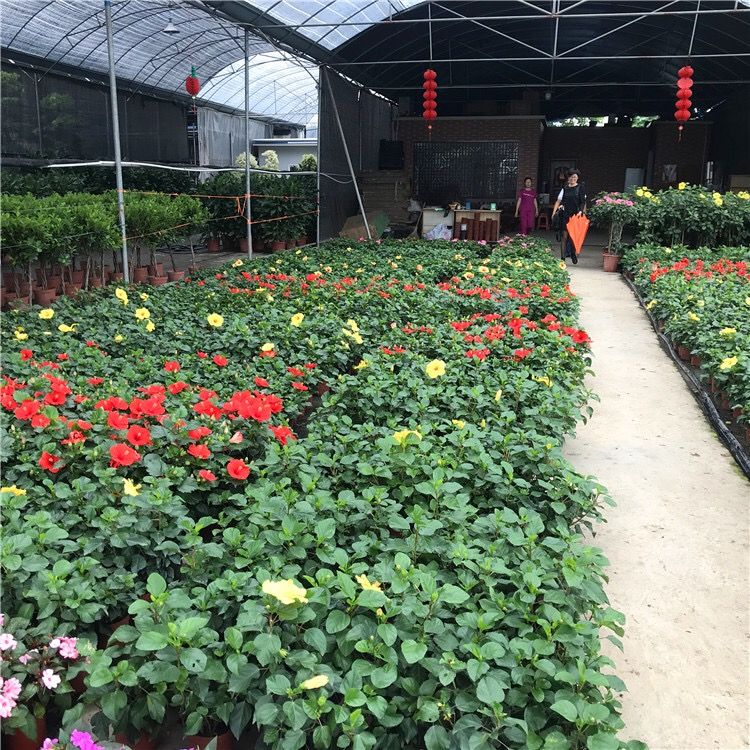 大红花扶桑花朱瑾盆栽花苗阳台室外庭院四季常绿四季开花好养的花 10月5日发完 虎窝拼