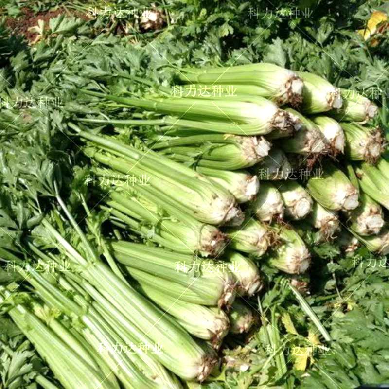 双港西芹冬季秋季西芹种子阳台四季小芹菜栽培罐装原种保障正品 虎窝拼