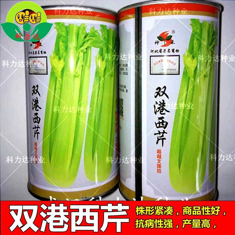 双港西芹冬季秋季西芹种子阳台四季小芹菜栽培罐装原种保障正品 虎窝拼