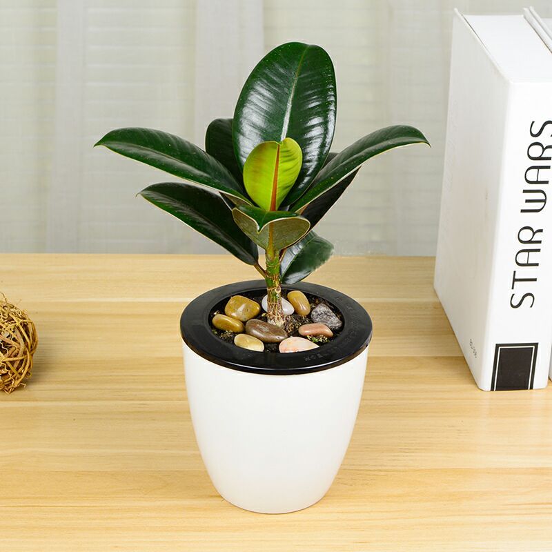 橡皮树盆栽花卉净化环境绿植黑金刚四季长青盆景家庭办公室吸甲醛
