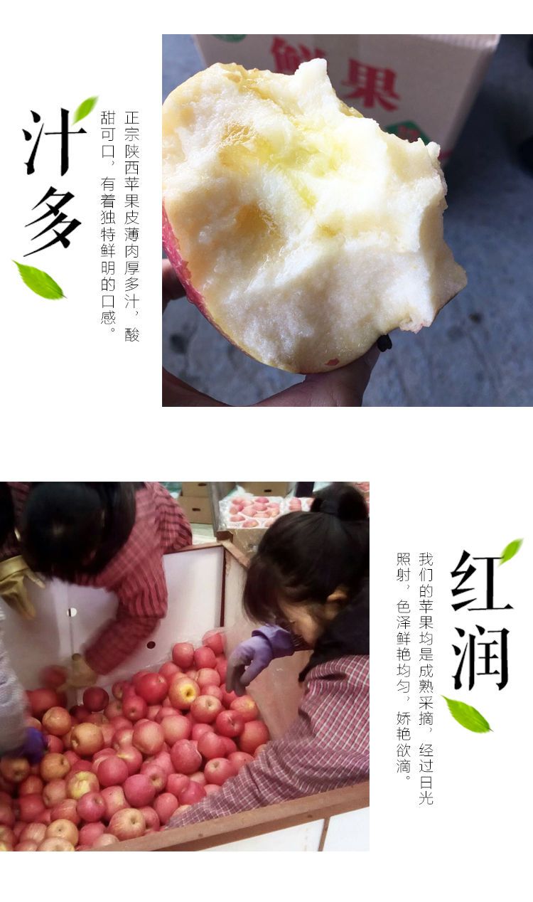 现摘现发陕西红富士苹果10/5斤包邮脆甜当季新鲜苹果水果整箱批发
