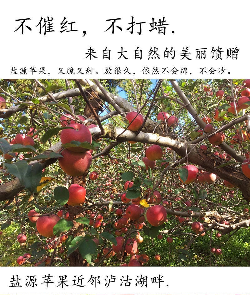  【脆甜多汁】大凉山新鲜盐源丑苹果红富士水果3/5/8斤非昭通苹果