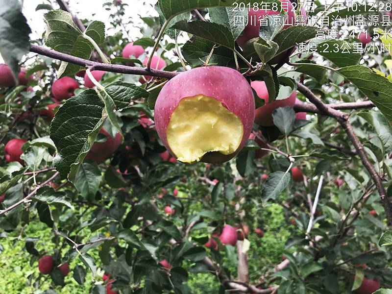  【脆甜多汁】大凉山新鲜盐源丑苹果红富士水果3/5/8斤非昭通苹果