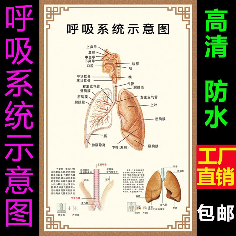 人体内脏器官结构图肺部循环消化呼吸系统示意图神经血管解剖挂画