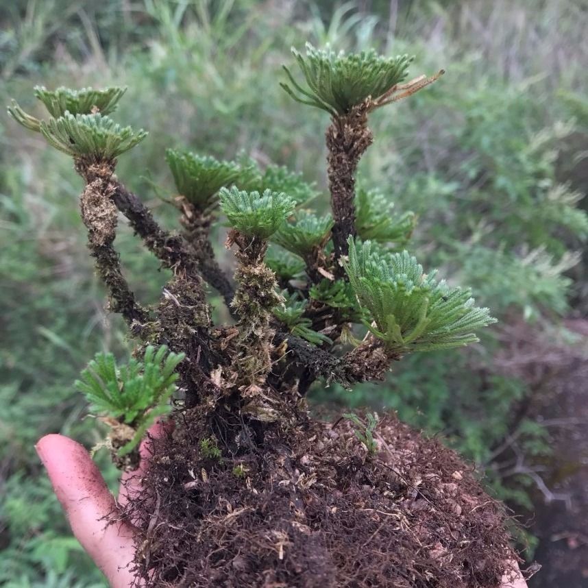 野生卷柏九死還魂草盆栽綠植菖蒲造景盆景吸甲醛花卉造景假山植物