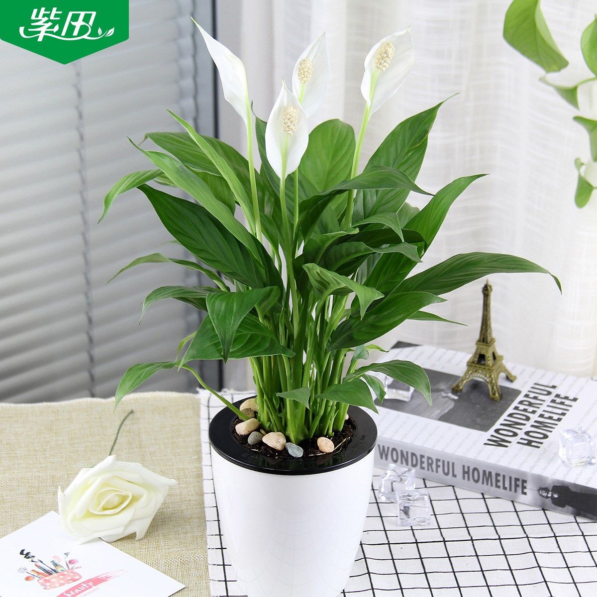 白掌一帆风顺水培土培绿植防辐射除甲醛粉掌客厅办公室花卉盆栽