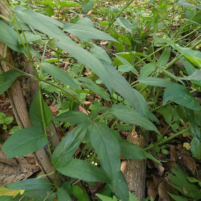 新鲜现采鸡屎藤鸡矢藤臭藤臭屁藤通气藤小儿疳积草