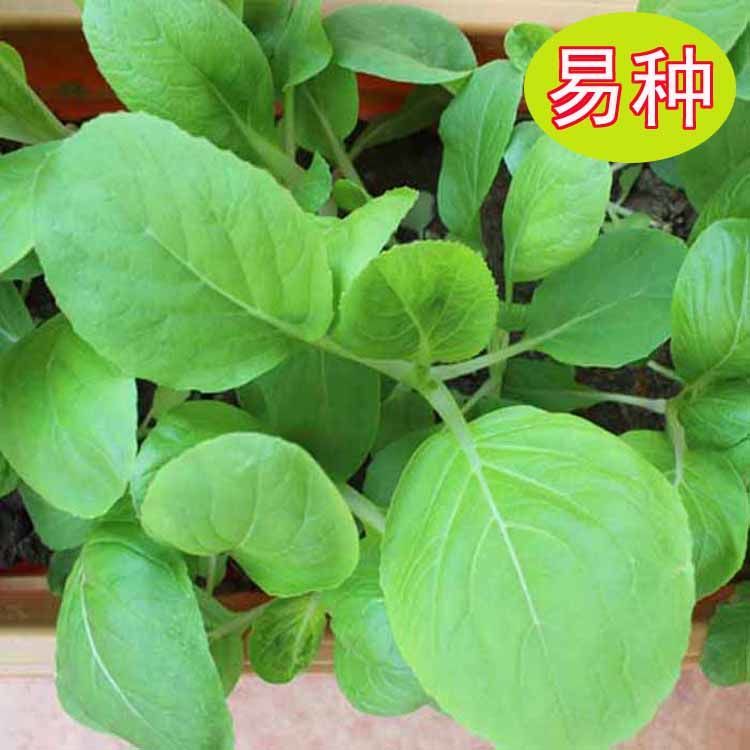 现在可种什么当季蔬菜 f66323fb2ad9062b0ffeede4edb19e25.jpeg