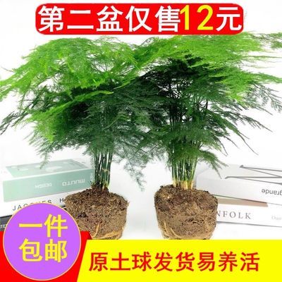 观叶植物