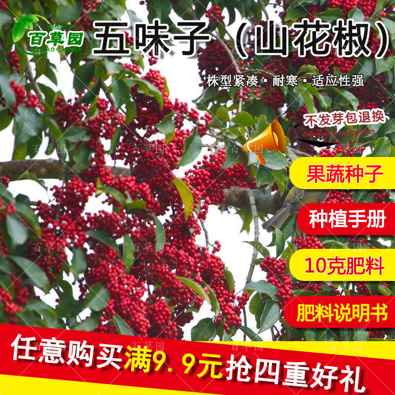中药材种子野生北五味子种子面藤山花椒 五味子种子观赏蔬果