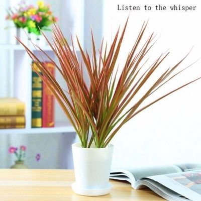 观叶植物