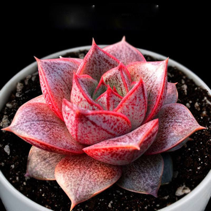 韩国进口多肉 多肉植物吉娃娃多肉组合盆栽绿植花卉办公室内盆栽