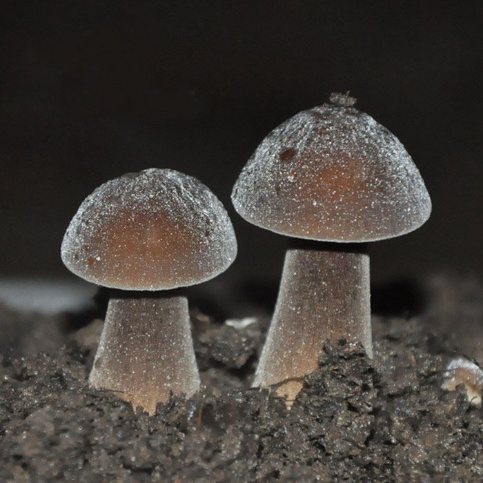 (买3送1)黑皮鸡枞菌菌菇包菌棒菌种蘑菇种子蘑菇菌种食用菌菇包