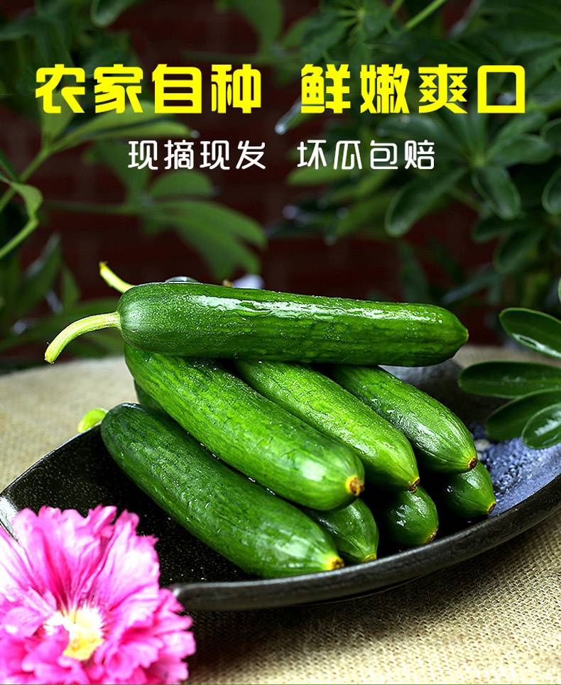 小黄瓜怎么挑选 70