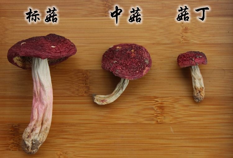 云南野生菌大红菇干货100/250/500克红菌土特产蘑菇菇类美味山珍ch