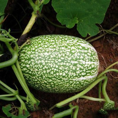 高产白籽米线瓜种子四季种易活粉丝瓜种菜盆栽庭院蔬菜瓜果西黄瓜