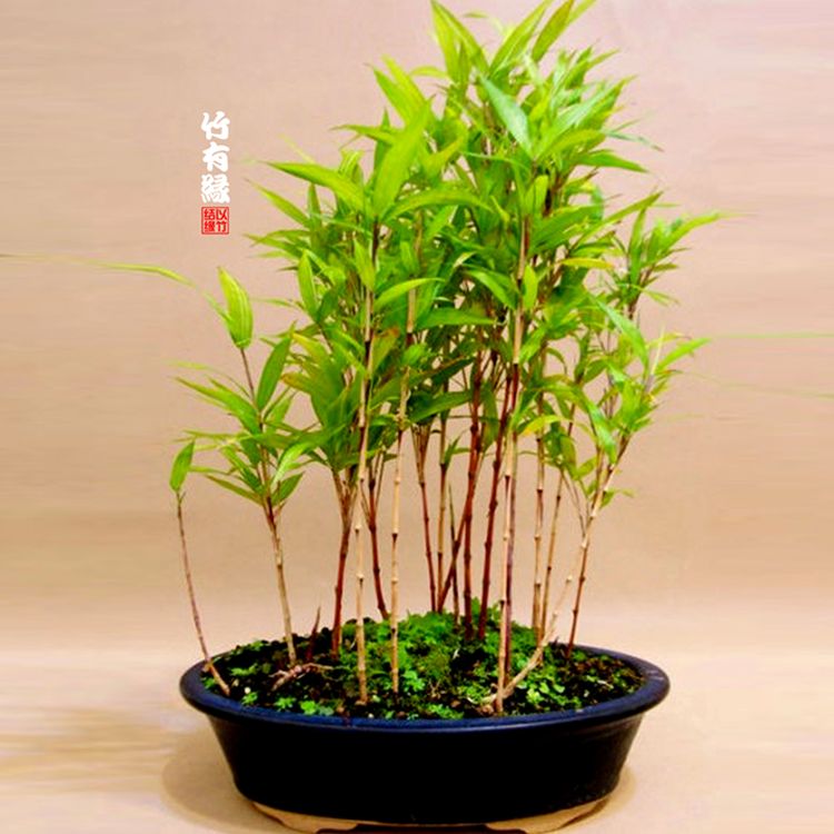 室内绿植什么竹 e7843e32d3ec5c863e2e6565f2e77437.jpeg