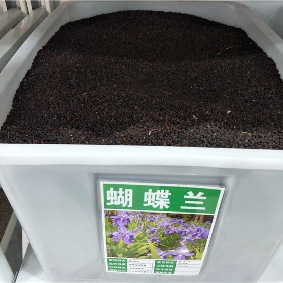 兰花蝴蝶兰蝴蝶蓝花种子盆栽鸢尾苗蓝花焉尾蓝花蝴蝶兰苗燕尾种子