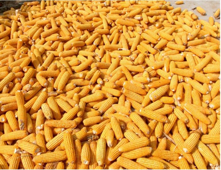 田道谷 食用玉米面玉米淀粉玉米糁碴子农家粗细玉米糁玉米碴棒子五谷杂粮