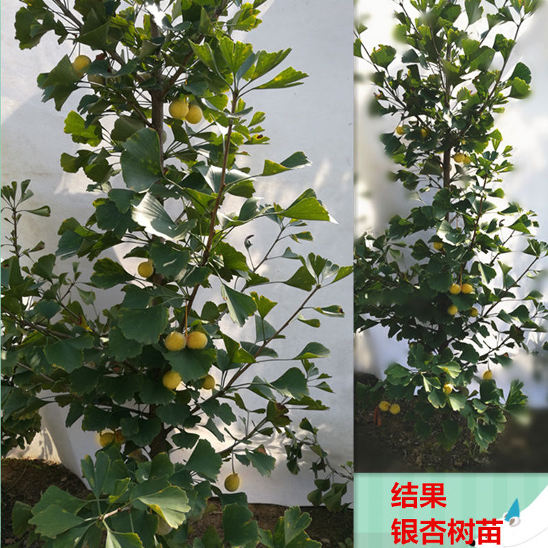 银杏树苗银杏苗白果小苗庭院风景树盆景园林绿化行道苗木