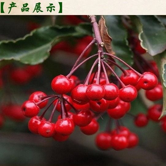 c61a400547497b2709189bcdb7c71812.jpeg
