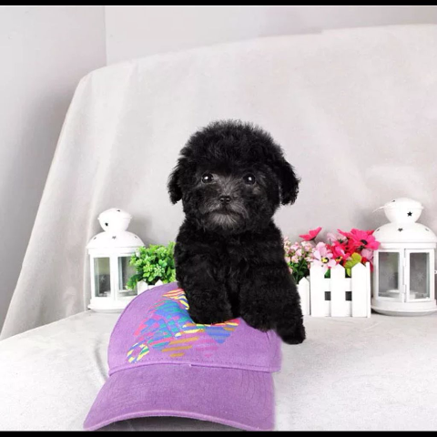 纯种贵宾犬泰迪幼体活体狗狗小型犬白色棕色黑色健康犬幼犬【3月11
