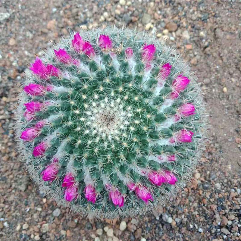 >  		     玉翁开花仙人球盆栽办公桌盆栽植物防辐射带花苞原盆原土