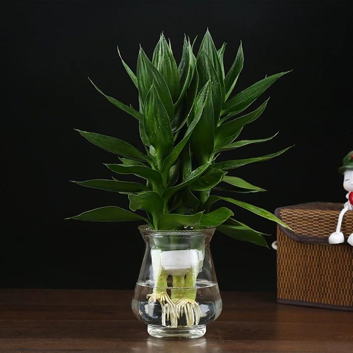 观音竹富贵竹水养玻璃花瓶水培荷花盆栽植物室内客厅绿植花卉四季