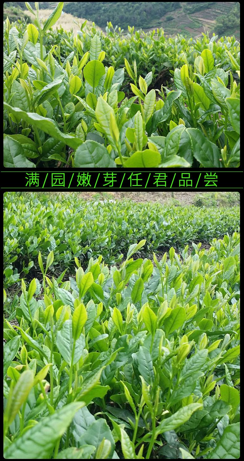 江门白茶茶叶渠道加盟条件（茶百道加盟费用一共要多少钱） 江门白茶茶叶渠道加盟条件（茶百道加盟费用一共要多少钱）《江门有茶百道吗》 茶叶资讯