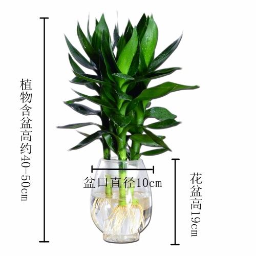 室内绿植推荐客厅水养 d539a8c8ece02a8c204522f92e1ad772.jpeg