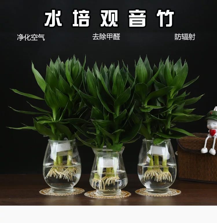 观音竹富贵竹水养玻璃花瓶水培荷花盆栽植物室内客厅绿植花卉四季