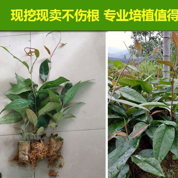 正宗黑老虎苗树苗布福娜果树苗带土带叶酒饭团大血藤果恶魔果苗