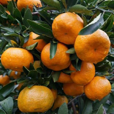 现摘福建永春芦柑新鲜水果椪柑孕妇橘子非丑橘柑耙耙柑5斤包邮