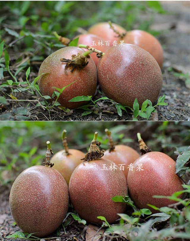 【送开果器】广西百香果精选大果5斤装3/2斤15个新鲜水果酸甜多汁