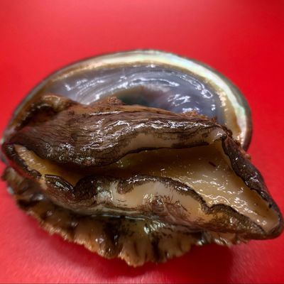 新鲜鲍鱼活体深海捕捞500克顺丰包邮北部湾北海海鲜贝类