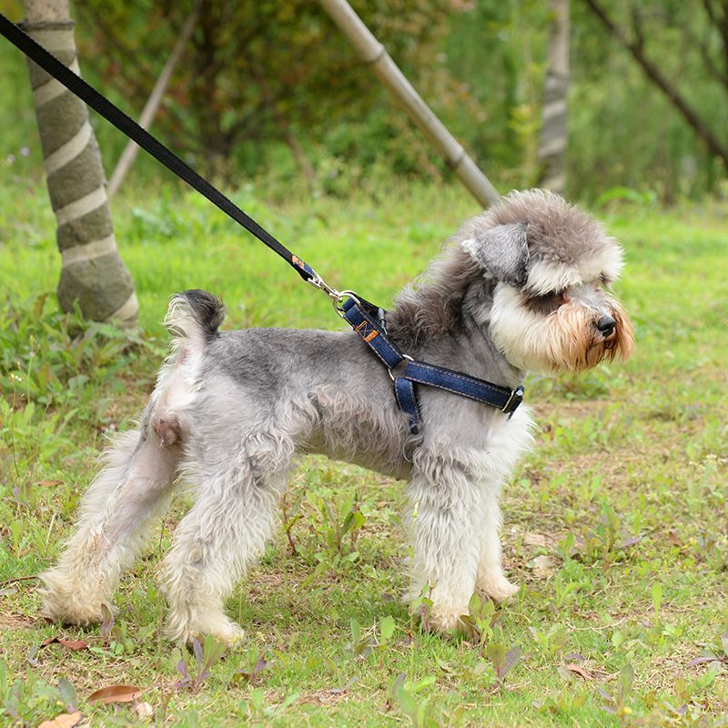 Dog leash Teddy VIP Beagle chain small dog pet goods golden hair walking rope medium dog rope